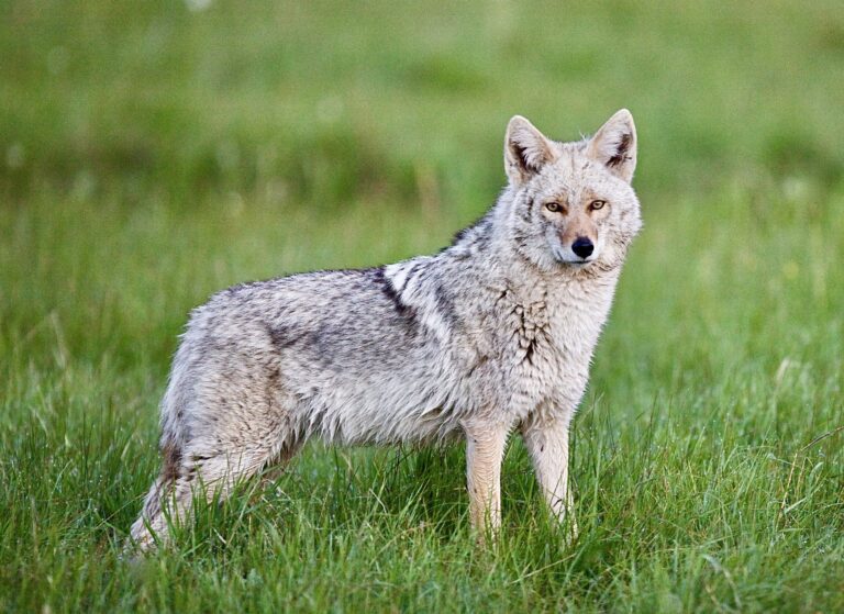 Victory! Washington Becomes The Seventh State To Ban Cruel Wildlife Killing Contests