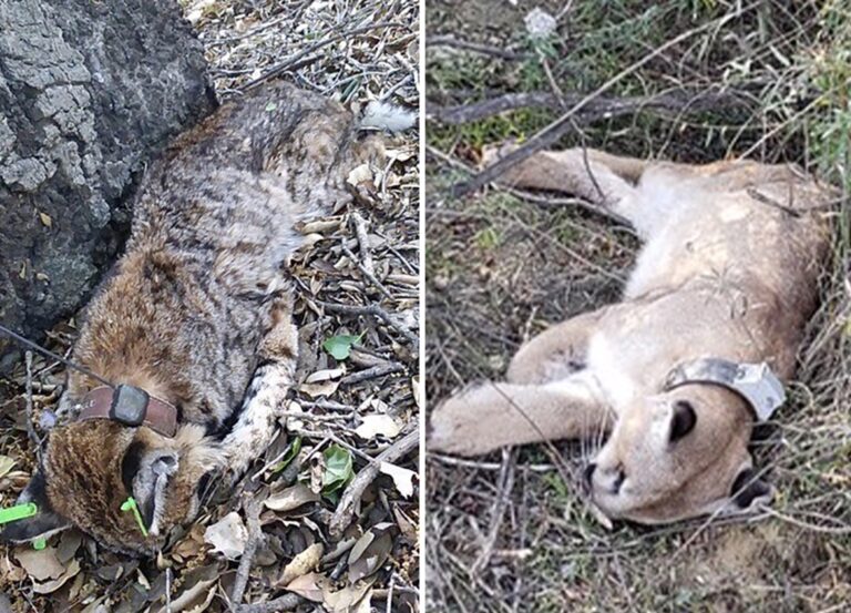 Urgent Call To Action For Californians: Help Ban Use Of Cruel Rat Poison Statewide By Urging Governor Newsom To Sign Bill 1788 Into Law