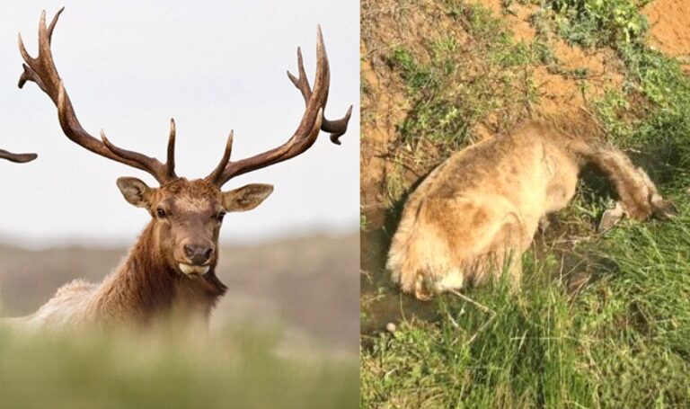 Urgent Call To Action To Help Save 450 Dying Tule Elk In The Bay Area That Are Being Deprived Of Water By Ranchers