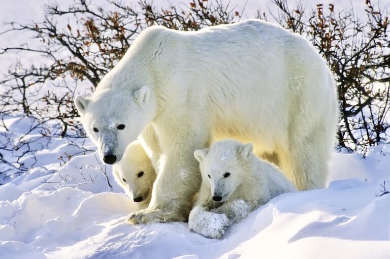 New Lawsuit Challenges Approval Of Alaska LNG Project & Its 807-Mile Pipeline That Will Negatively Impact Endangered Species