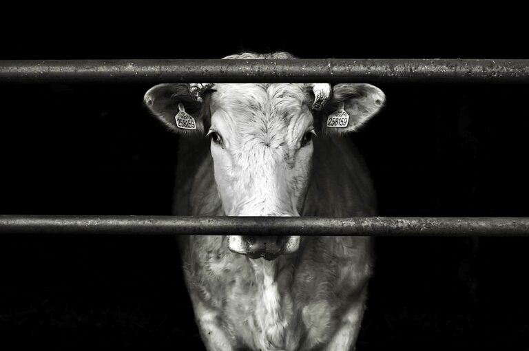 Massive Lawsuit Challenges U.S. Regulations That Keep The Public In The Dark About Serious Harm Caused By Factory Farming & Slaughterhouses
