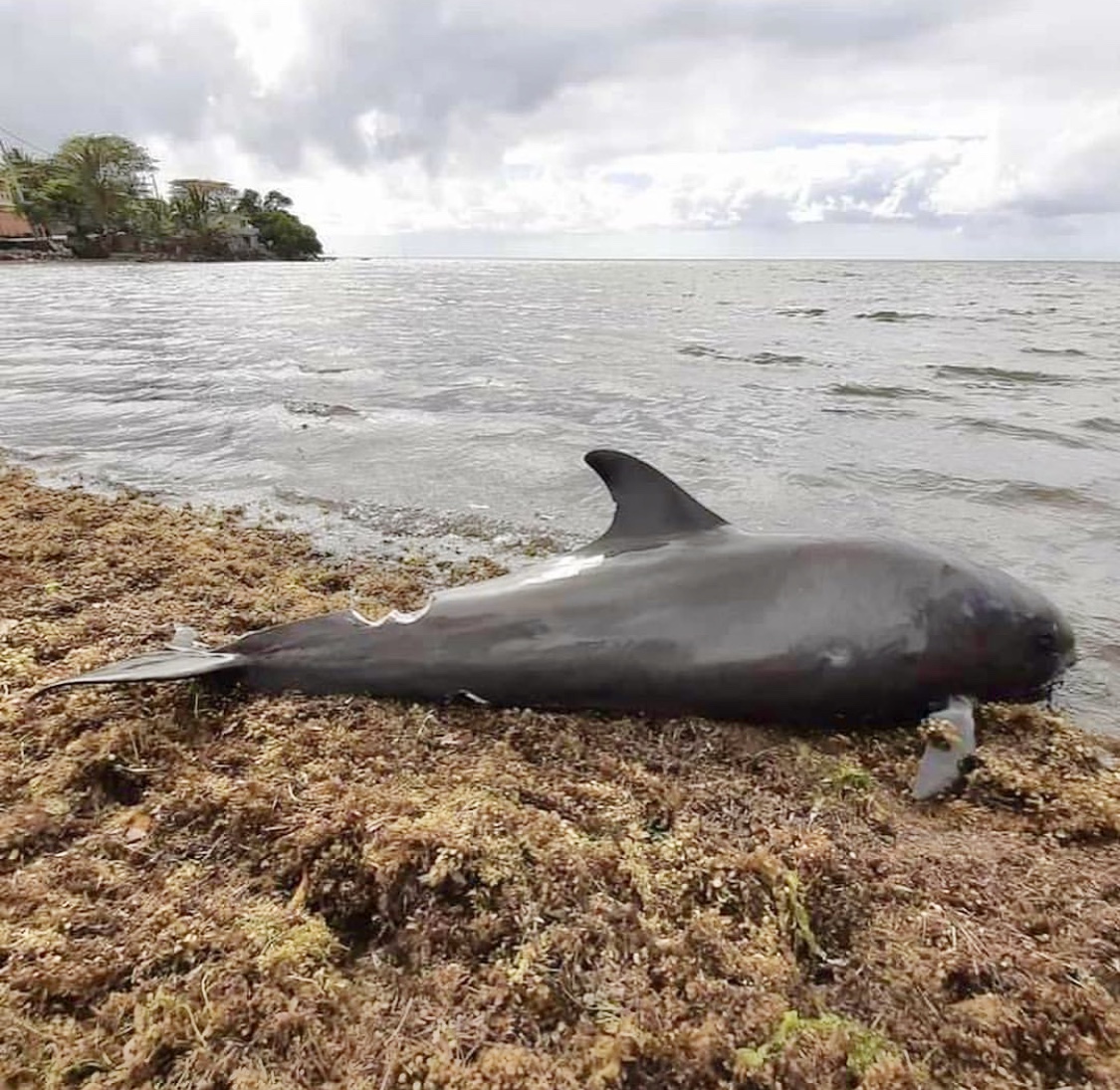 Breaking 39 Dead Dolphins Wash Ashore After Massive Oil Spill In