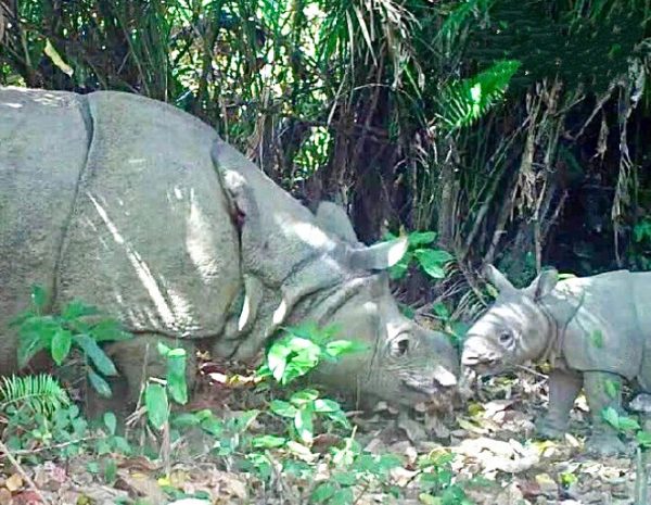 Breaking! Endangered Javan Rhino Population Continues To Grow With