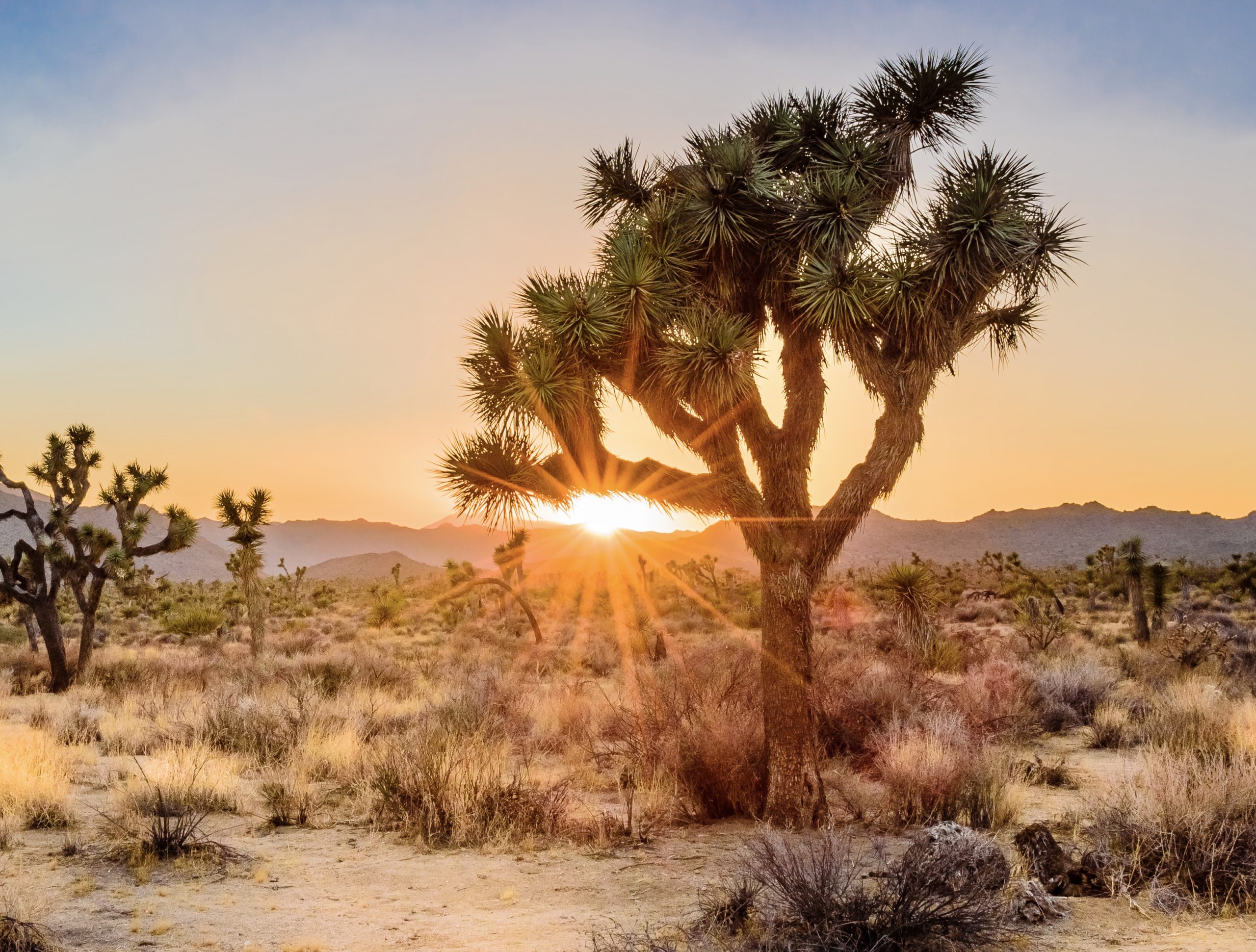 Breaking! Western Joshua Trees Are Now Protected Under California's