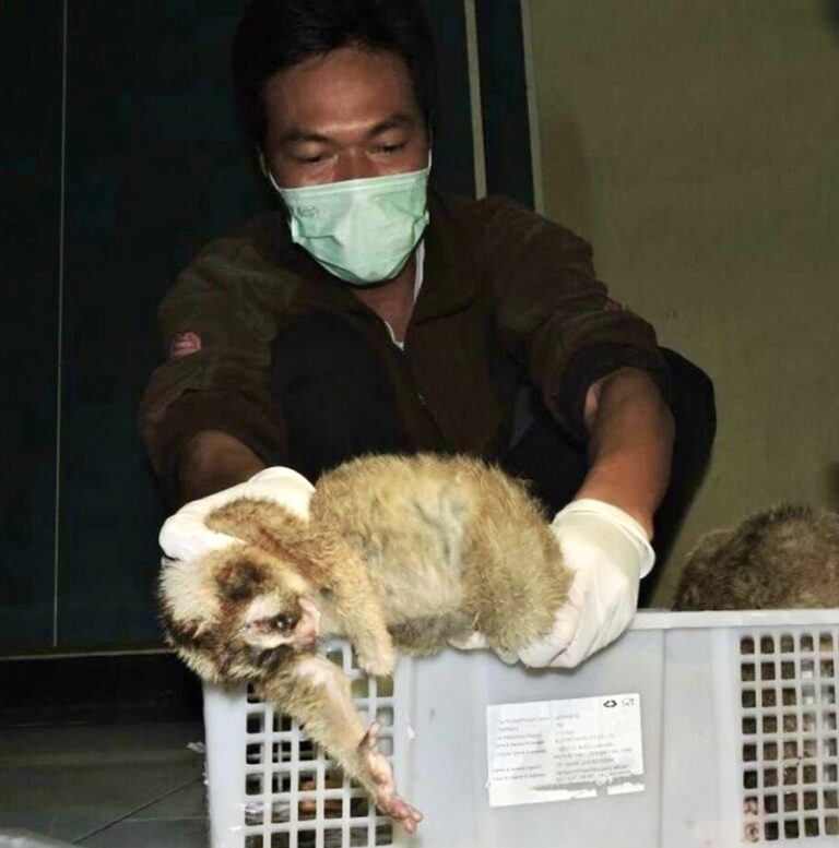 Powerful New Video Reveals The Tragic Plight Of Slow Lorises Being Kept As Pets; Support International Animal Rescue’s Campaign Against This Deplorable Trade! Powerful New Video Reveals The Tragic Plight Of Slow Lorises Being Kept As Pets; Support International Animal Rescue’s Campaign Against This Deplorable Trade!