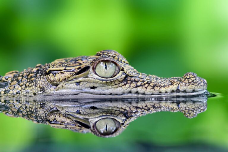 Breaking! Tommy Hilfiger, Calvin Klein, And Many Other High Fashion Brands Have Banned Exotic Animal Skins In Their Designs