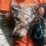 Coyote_Essex_MA_Reward-Release