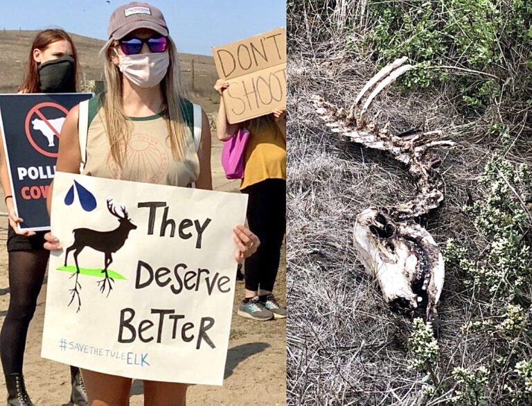 Call To Action! 300 Demonstrators Protest National Park Service’s Plan To Kill Tule Elk & Expand Ranching In California; Your Help Is Needed Before October 18th