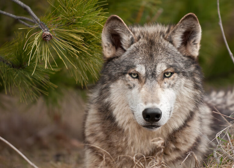 Washington Governor Jay Inslee Orders New Rules To Be Drafted Using Non-Lethal Methods To Address Wolves Involved In Conflicts With Livestock