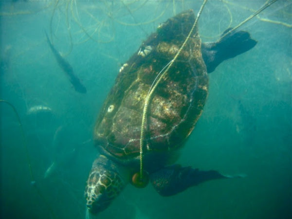 Breaking! 351 Sea Turtles Found Dead Off The Coast Of Baja California ...