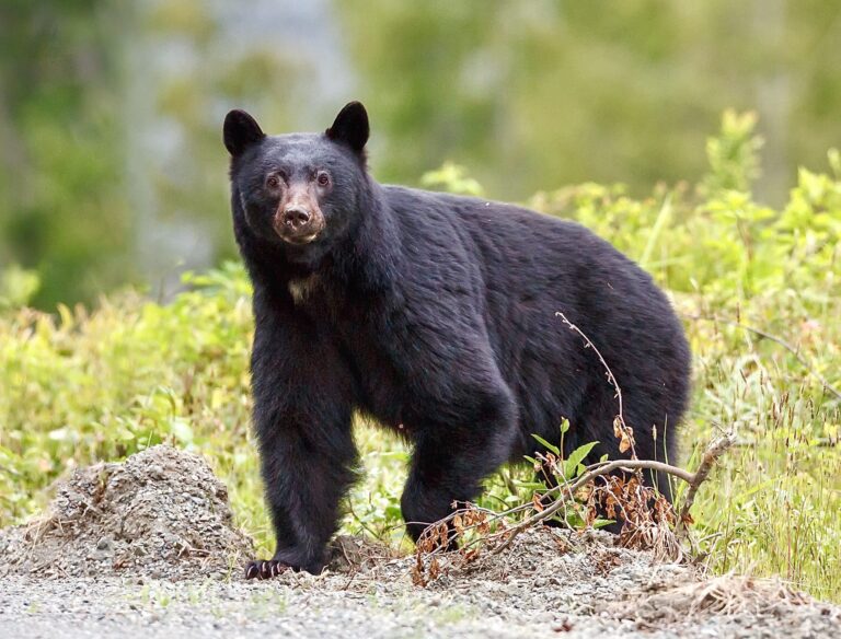 Breaking! New Jersey Governor Phil Murphy Moves To Put An End To The State’s Barbaric Bear Hunts Beginning Next Year