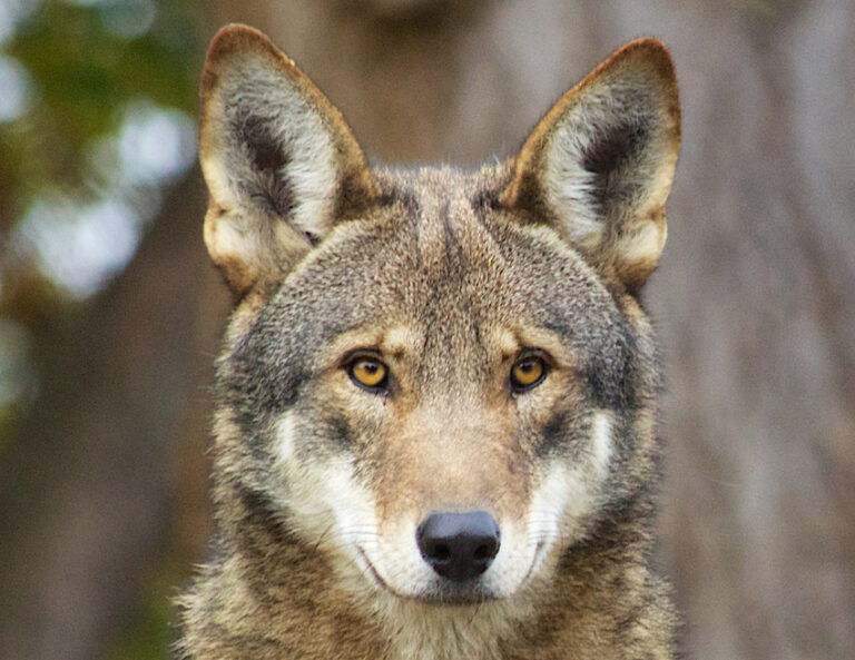 Tragically, Only 9 Critically Endangered Red Wolves Remain In The Wild; A New Lawsuit Is Pushing For A Recovery Plan To Save Them