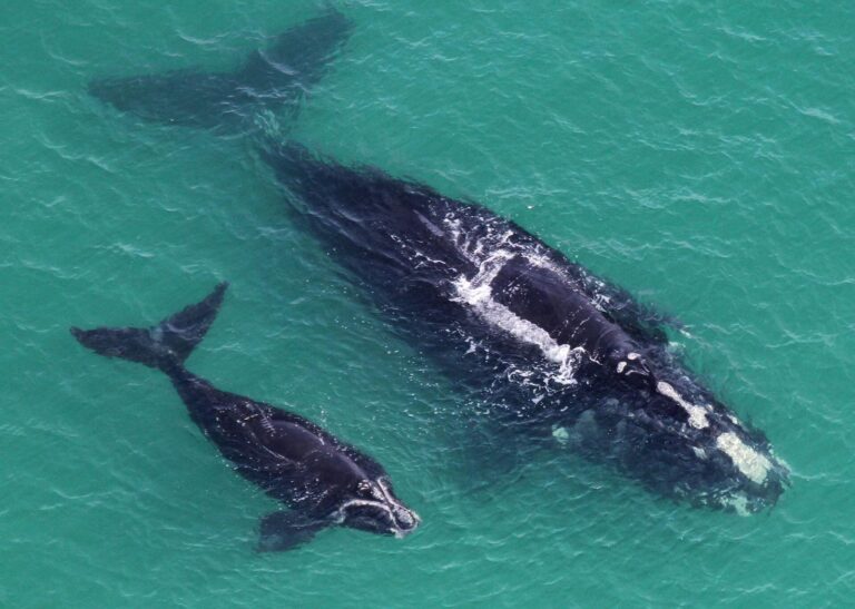 Breaking! Seismic Blasting Halted In Atlantic Ocean Giving Hope To Critically Endangered North Atlantic Right Whales