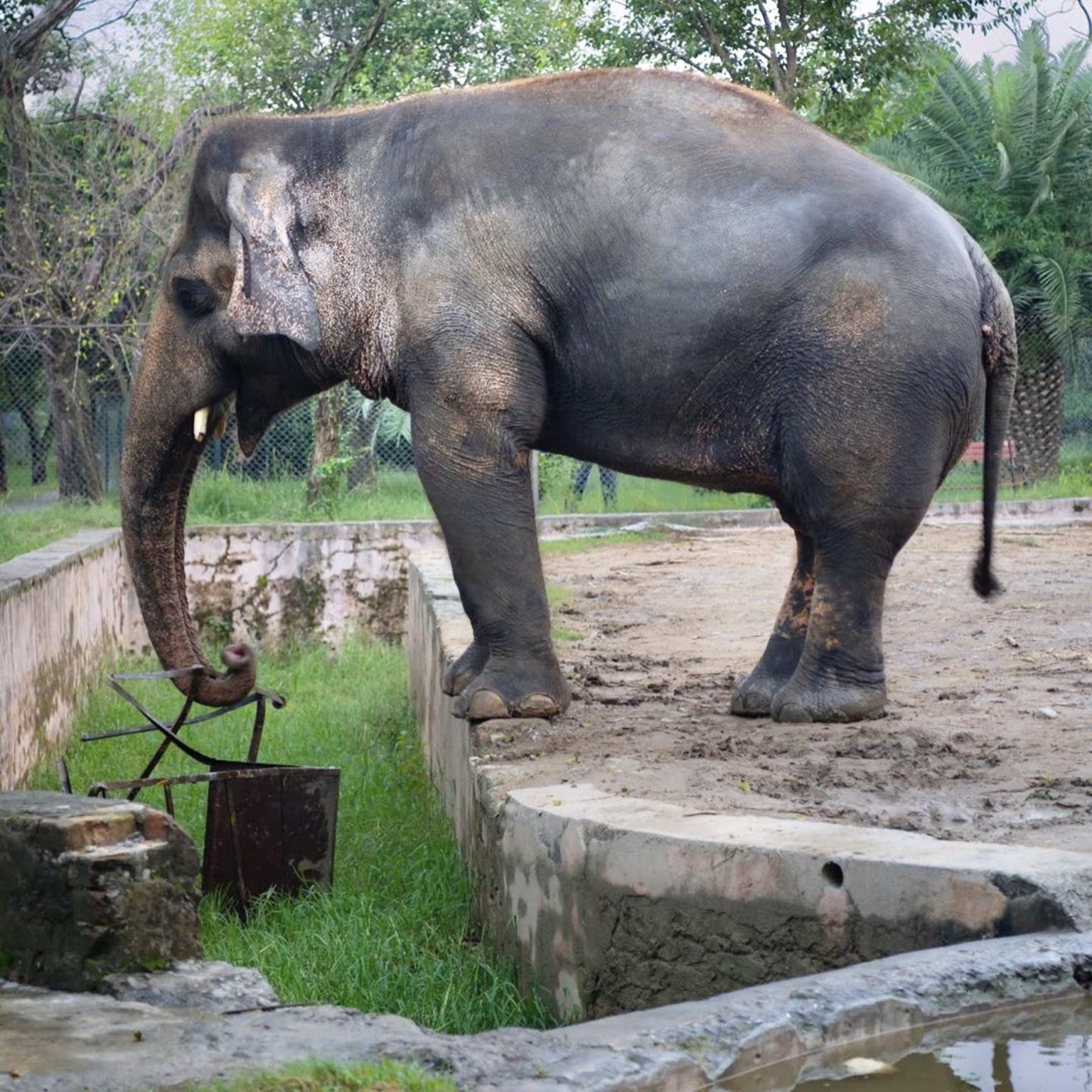 Cher Helps Kaavan, The World's Loneliest Elephant, Finally Relocate ...