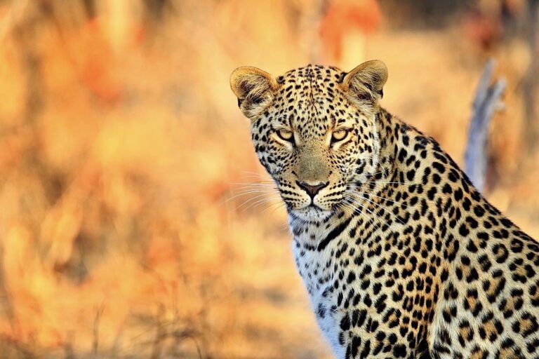 Breaking! A Lawsuit Filed Today Aims To Save An Estimated 300 Leopards Each Year From Being Imported Into The United States By Hunters As So-Called “Trophies”