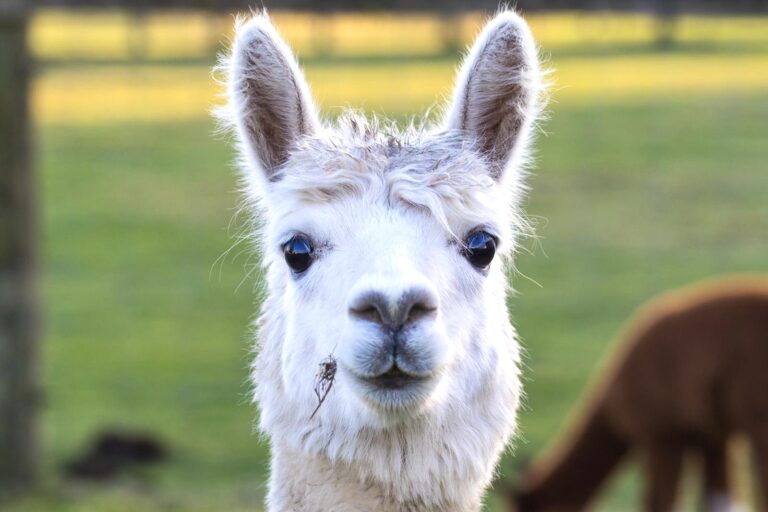 Breaking! Columbia Sportswear Becomes The Latest Brand To Ban Alpaca Fleece, Let’s Urge Anthropologie To Do The Same