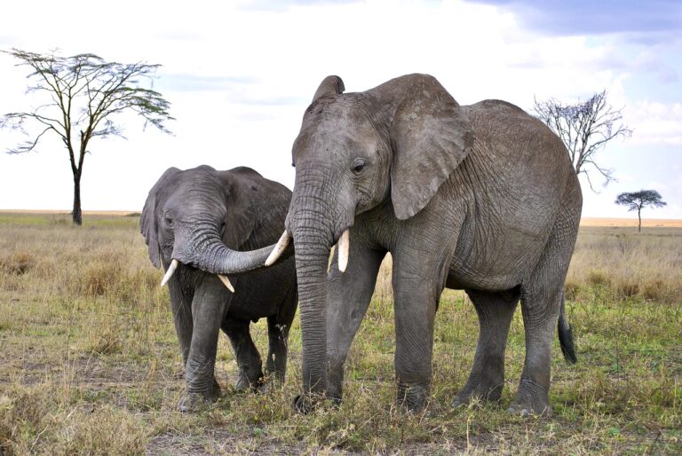 Vermont Becomes The 12th State In The U.S. To Ban The Sale Of Elephant Ivory & Other Parts Of Imperiled Species
