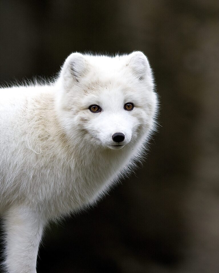 Breaking! Estonia & Poland Are One Step Closer To Becoming The Latest European Countries To Ban Fur Farming
