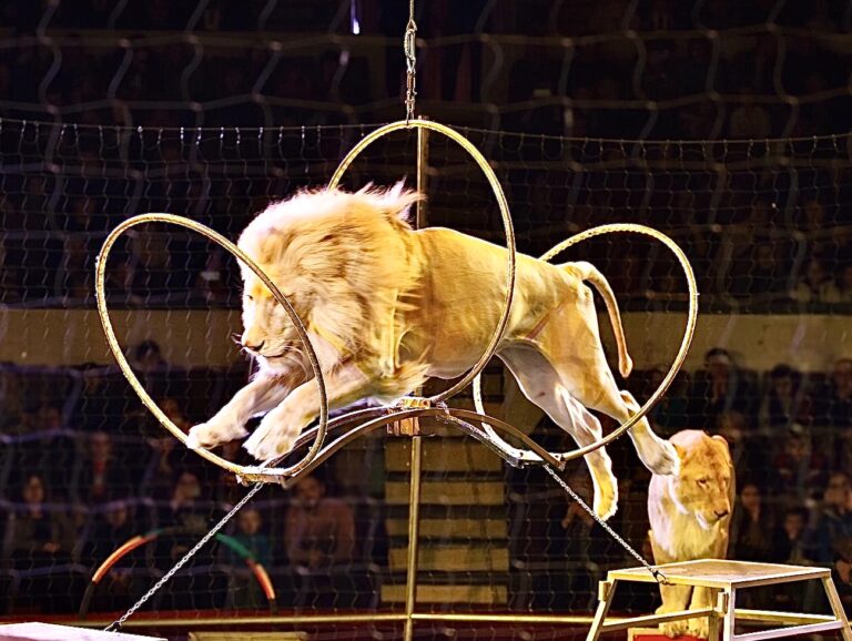 Take Action Today For American Circus Animals, Urge Your Senators To Support The Traveling Exotic Animal & Public Safety Protection Act