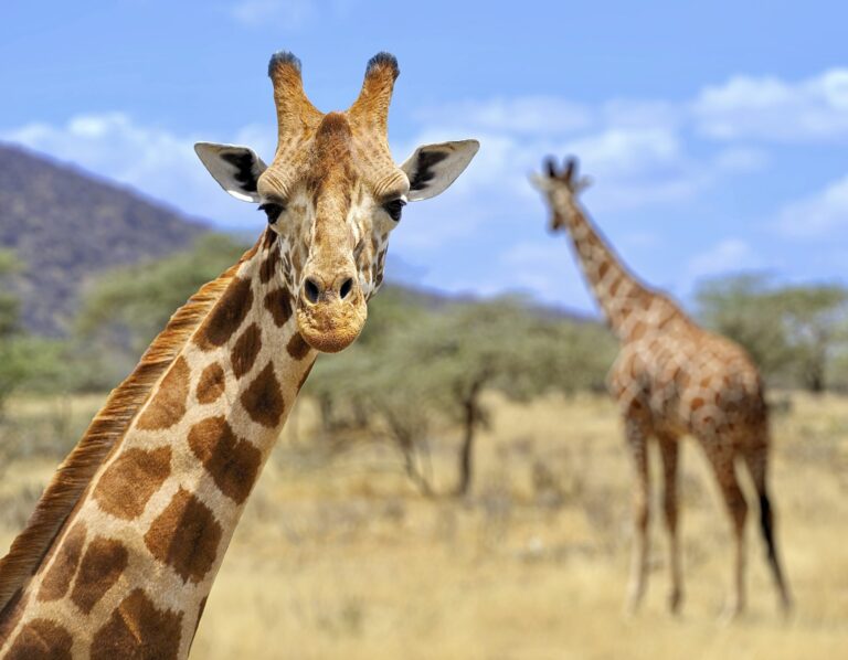 Breaking! Conservation Groups Take Legal Action To Speed Up Protection For Endangered Giraffes Under The Endangered Species Act