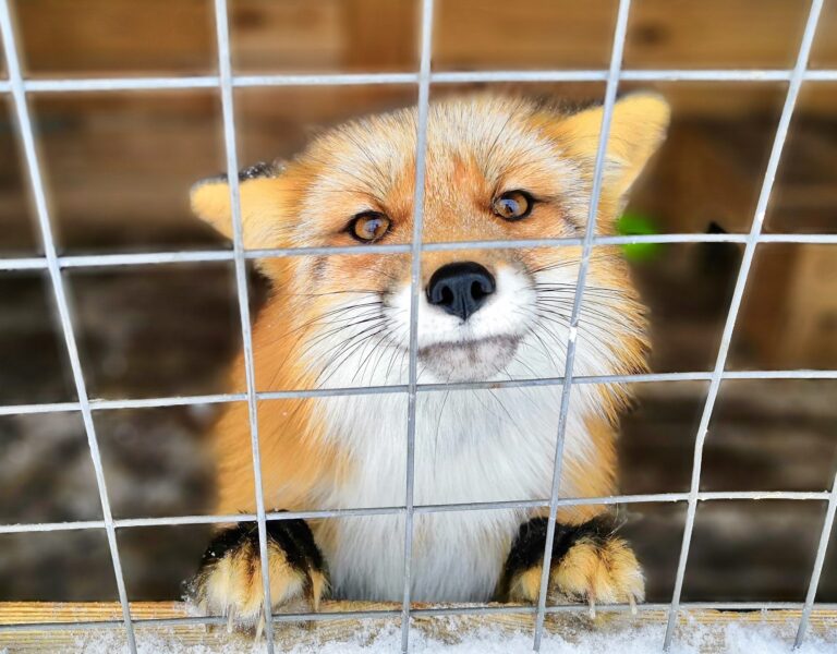 Breaking! Israel Is On Its Way To Becoming The 1st Country In The World To Ban The Immoral Fur Trade