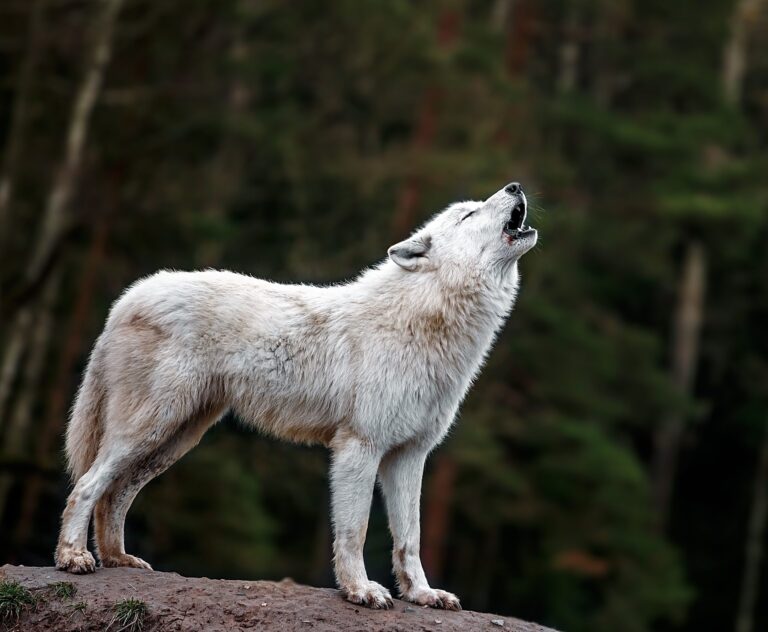 Breaking! Endangered Species Act Protection Shockingly Stripped From Gray Wolves In The Lower 48 U.S. States Putting Their Species In Jeopardy