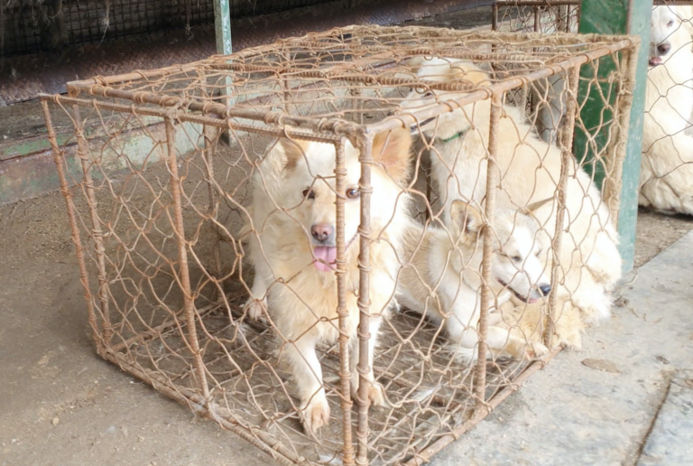 WAN Exclusive With Nina Jackel, Founder Of Lady Freethinker, About Undercover Investigation Exposing Horror At Dog Meat Auction House In South Korea