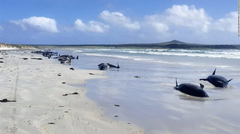 Breaking! Mass Stranding In New Zealand Results In The Tragic Loss Of 97 Pilot Whales & 3 Dolphins