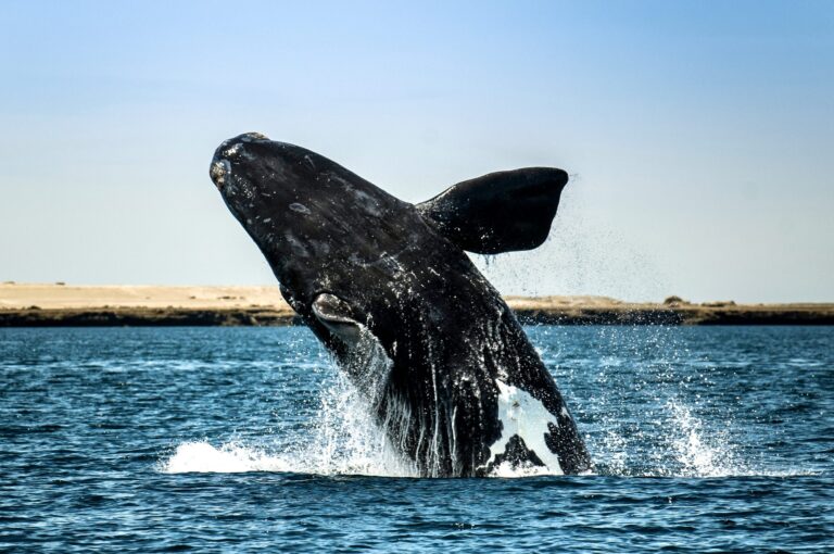 Breaking! U.S. Senate Increases Funding For The Protection Of Critically Endangered North Atlantic Right Whales By $2 Million Dollars