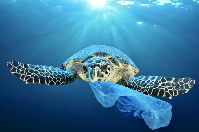 Breaking! New Report By Oceana Finds That Plastic Pollution Is Responsible For Entangling & Choking 1,800 Marine Animals In U.S. Waters