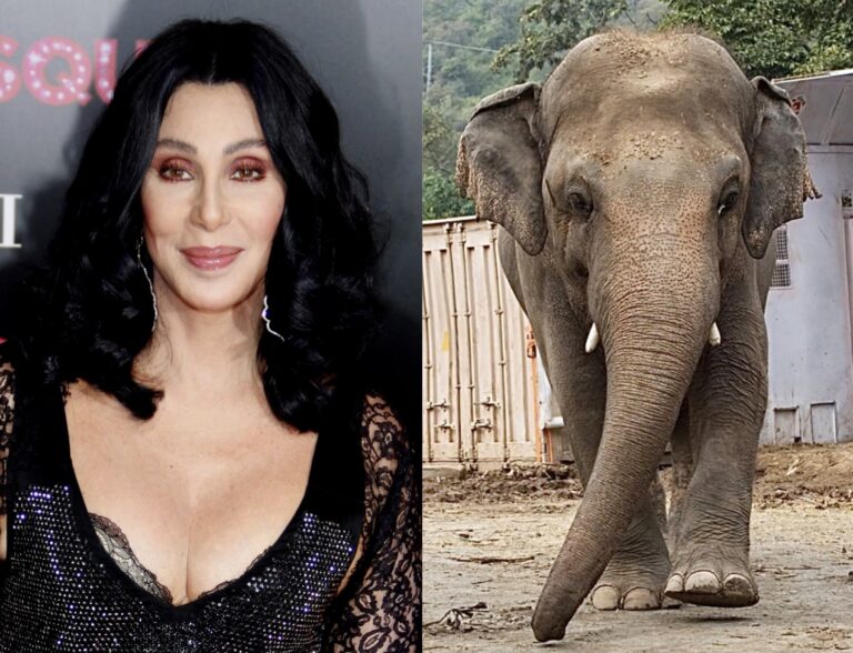 Cher Helps Kaavan, The World’s Loneliest Elephant, Finally Relocate From The Marghazar Zoo In Pakistan To The Cambodia Wildlife Sanctuary