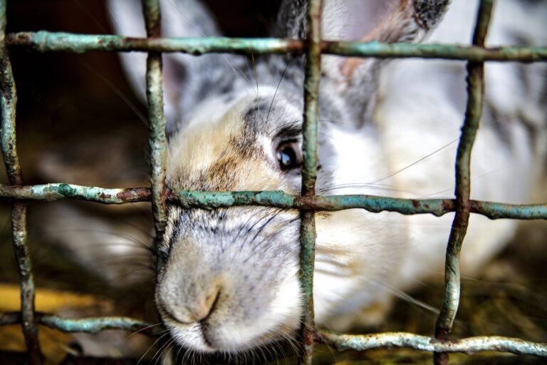 Breaking! Born Free USA Exposes Dire Situation Within The Horrific Fur Farming Industry In The United States
