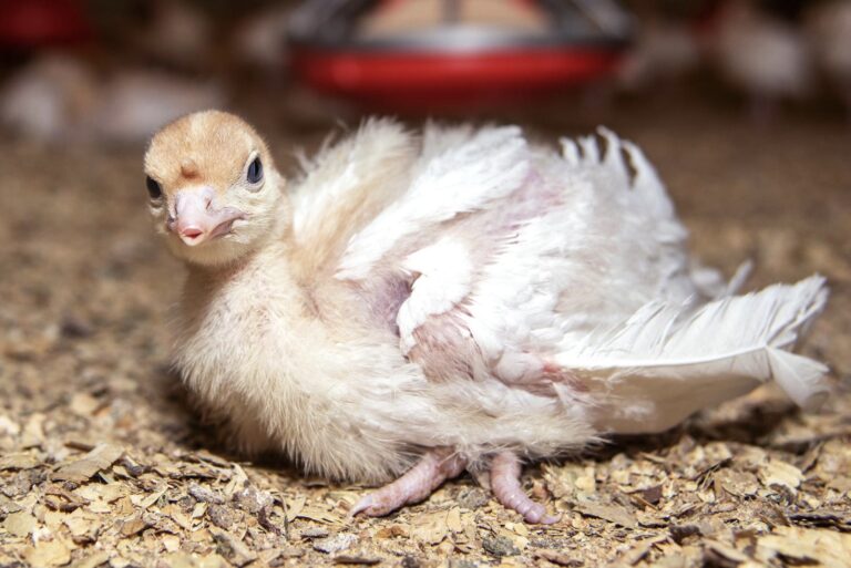 New Report Reveals USDA Is Failing The 9.6 Billion Turkeys & Chickens Who Are Killed At Slaughterhouses Each Year