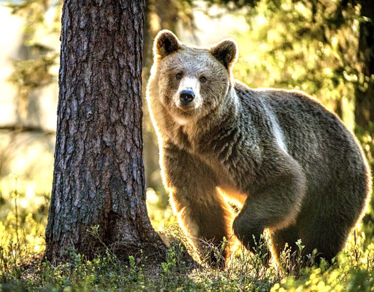 Breaking! Lawsuit Launched After U.S. Fish & Wildlife Service Expands Hunting On 2.3 Million Acres Of Land That Jeopardizes Endangered Wildlife