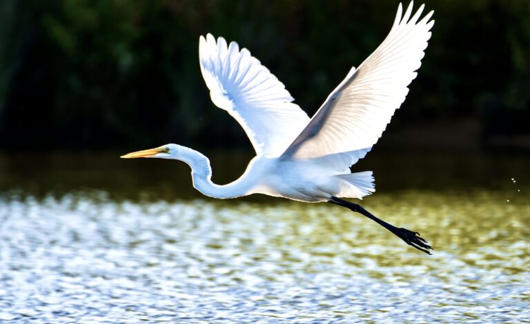 SoCalGas Begins Drilling In Ballona Wetlands Ecological Reserve In Los Angeles Putting Wildlife At Risk