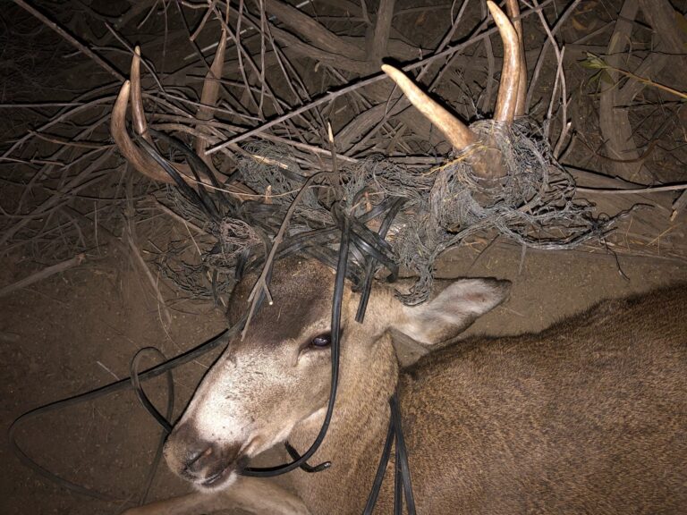 WAN Exclusive: A Heroic Community Unites In Months-Long Effort To Save An Injured Deer Whose Antlers Were Tangled In Wire Mesh