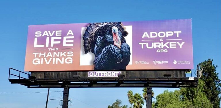 ‘Save A Life This Thanksgiving, Adopt A Turkey’ Billboard Campaign Launched By Peace 4 Animals & WAN To Support Farm Sanctuary