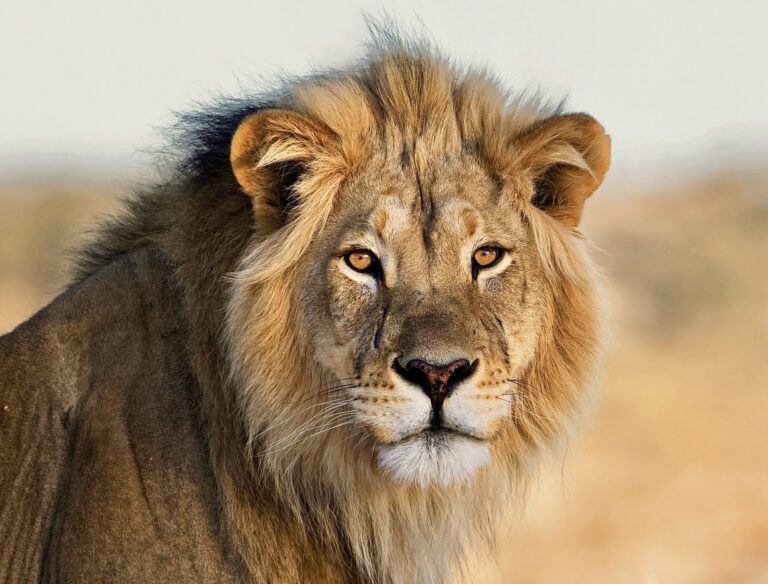Update! The Big Cat Public Safety Act Passes The U.S. House Of Representatives; Urgent Action Needed To Help Pass The Senate