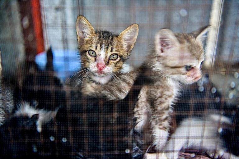 New Bipartisan Bill, The ‘CATS Act,’ Aims To Stop The VA From Conducting Barbaric & Unnecessary Experiments On Cats In The U.S.