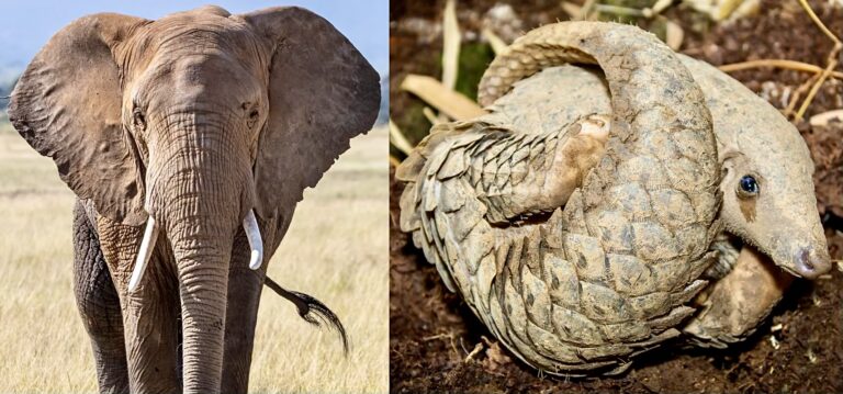High-Level Corruption Has Made West & Central Africa The Epicenter For Ivory And Pangolin Scale Trafficking To Asia