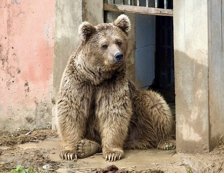 FOUR PAWS Rescues Bears Suzie And Bubloo And Relocates Them To A Sanctuary In Jordan Marking The End Of Marghazar Zoo In Islamabad
