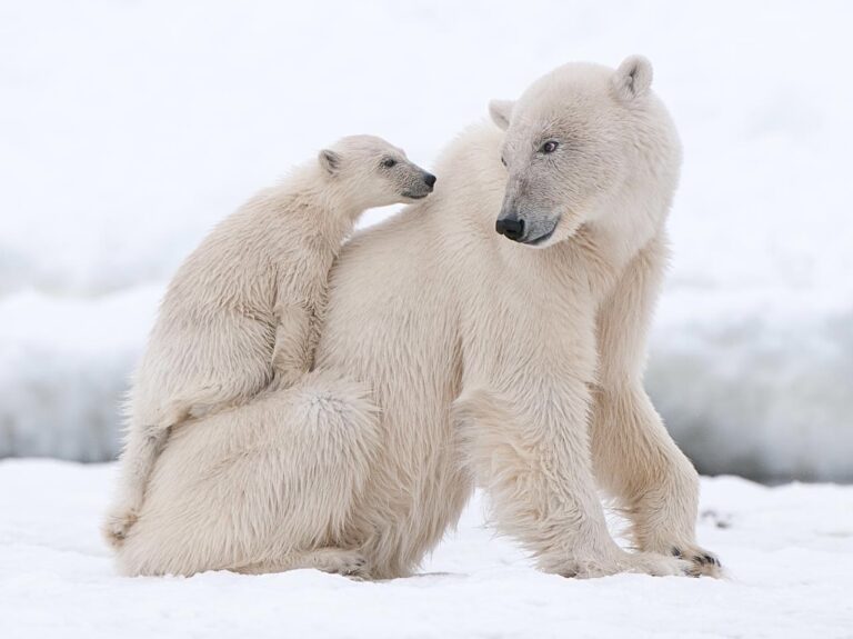 Help Commemorate The 60th Anniversary Of The Arctic National Wildlife Refuge By Taking Action To Save Wildlife
