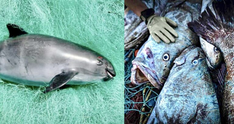 Six Trafficking Arrests Made In Mexico For The Illegal Poaching Of Protected Totoaba; The Main Reason For The Decline Of The Critically Endangered Vaquita Porpoise
