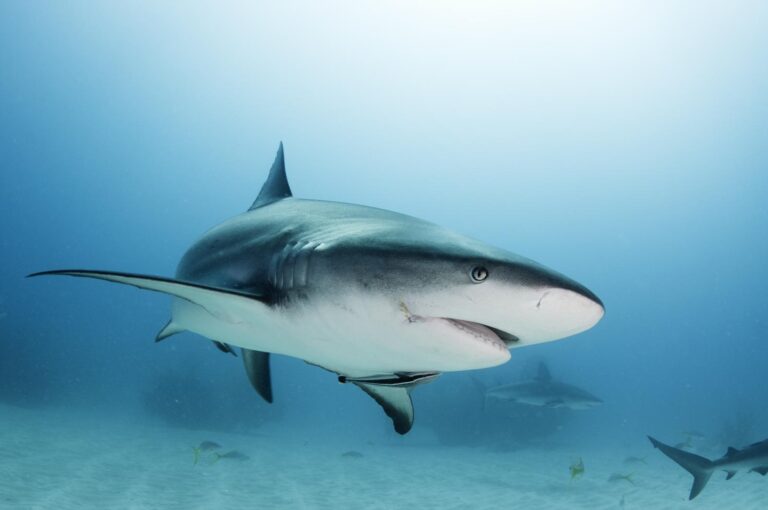 Hundreds Of Species Of Sharks & Rays Are Now Threatened With Extinction According To An Update Of The IUCN Red List