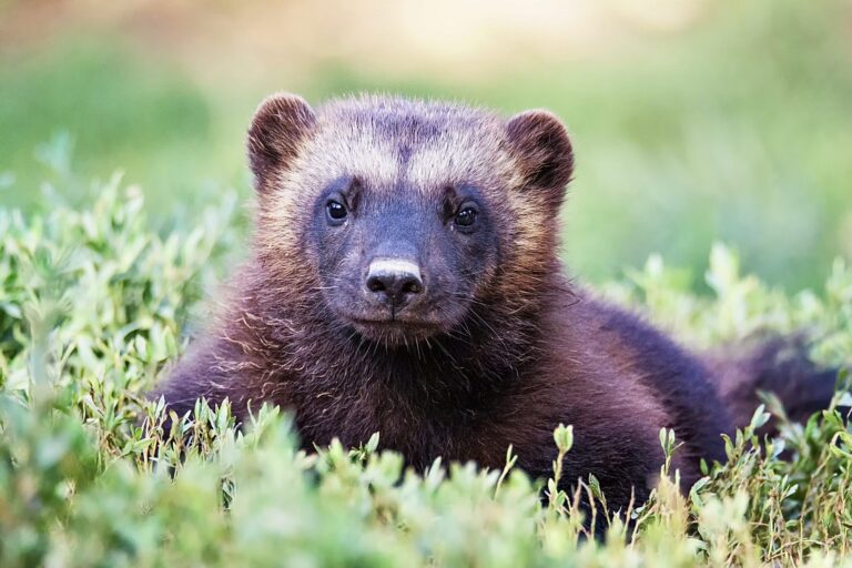 New Lawsuit Aims To Ensure That The USFWS Provide Protection For The Last 300 Wolverines That Remain In The Contiguous United States