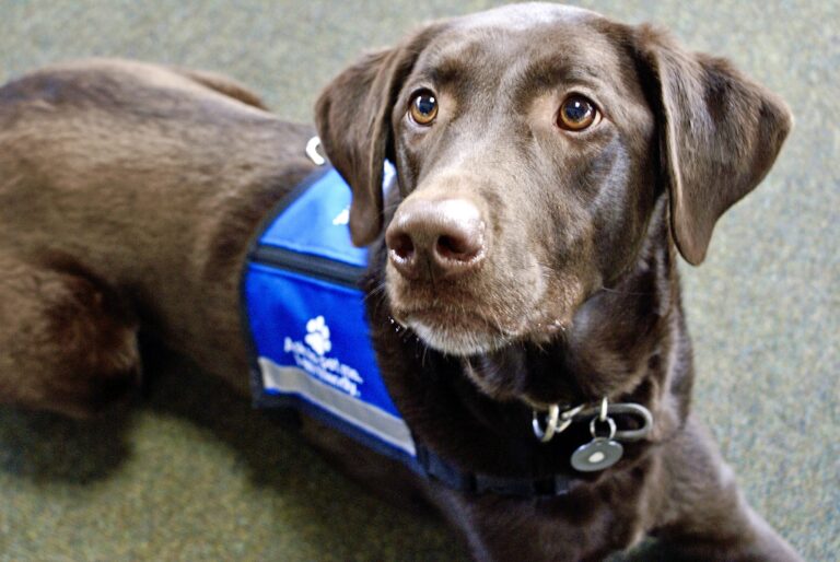 The U.S. Department of Transportation Enacts New Rule Stating That Airlines Will No Longer Be Required To Transport Emotional Support Animals