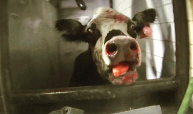 Breaking! ARM’s Latest Undercover Investigation Exposes Extreme Animal Cruelty At Mary’s Ranch, Matadero Cabrera Slaughterhouse In South Florida