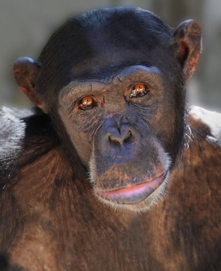 WAN Exclusive: Urgent Help Needed To Rehome 32 Chimps From The Wildlife Waystation To Sanctuaries In The U.S.