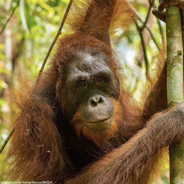 Five Orangutans Formerly Kept As “Pets” In West Borneo Are ...