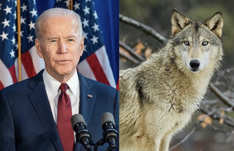 Breaking! Biden Announces U.S. Will Rejoin The Paris Climate Agreement & Also Enact Protections For Gray Wolves